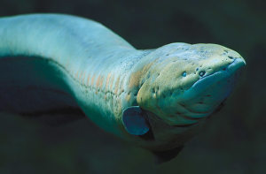 Electric Fish: Insights for NeuroAI and Collective Intelligence
