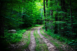Harvard Forest Climate Change: A Deep Dive into Research