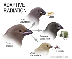 House Finch Genetic Adaptation: Insights from New Research