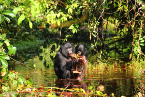 Bonobo Communication: Unraveling Their Unique Language