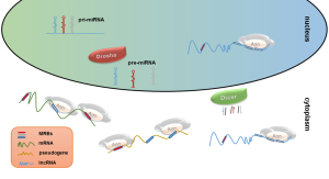 MicroRNA Research: The Path from Discovery to Nobel Prize