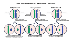 X Chromosome Inactivation: A Breakthrough in Gene Therapy