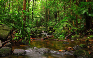 Tropical Forests: Exploring Climate Change Impacts and Solutions