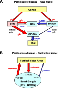 Basal Ganglia and Movement Disorders: Key Insights Uncovered