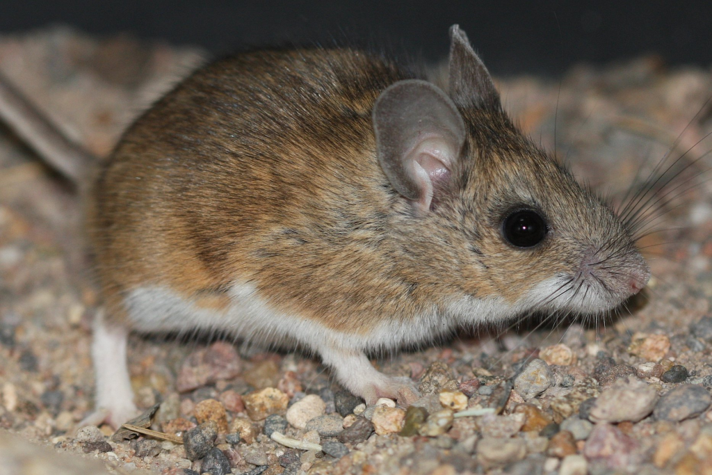 Deer Mouse Behavior: Evolution and Survival Strategies