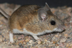 Deer Mouse Behavior: Evolution and Survival Strategies